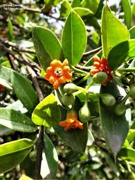 Image result for Bussea xylocarpa