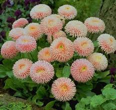 Image result for Bellis