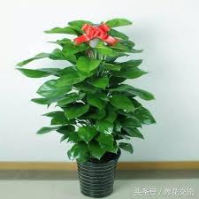 運滯？教你幾招旺旺啦！  风水玄学 + 生肖運程