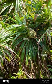 Image result for Pandanus odoratissimus
