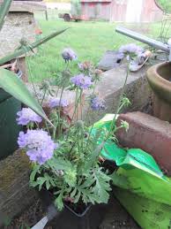 Image result for Cyanotis caespitosa