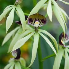 Image result for Bulbophyllum cochleatum