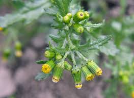 Image result for Senecio vulgaris