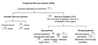 This system consists of all the neuron cell bodies and processes located outside the brain and spinal cord. Chapter 10 The Nervous System Concise Biology Part Ii Selina Solutions For Class 10 Biology Icse Topperlearning