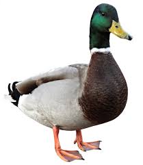 Duck Definition And Meaning Collins English Dictionary