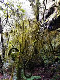 Maybe you would like to learn more about one of these? Heaps Of Moss Grandpa S Beard Everywhere Picture Of Point Lookout Ebor Tripadvisor