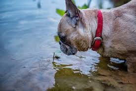 To better understand whether french bulldogs will enjoy swimming or not, we surveyed the popular frenchie subreddit and other dog forums to ask this question. Can A French Bulldog Swim Pets Kb