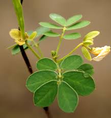 Image result for Senna tora