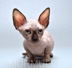 Pin On Gatinhos