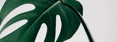 Margaret Magyari and Jason Hubner's Wedding Registry