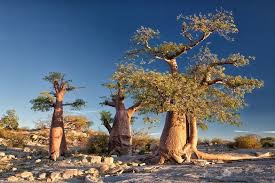 Pin By Ralf E Ulrich On I Love Botswana Desert Island Baobab Baobab Tree