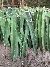 This will give the cutting time to establish a root system and adapt to your soil conditions. How To Plant Dragon Fruit Cuttings Dragon Fruit Plant Dragon Fruit Tree How To Grow Dragon Fruit