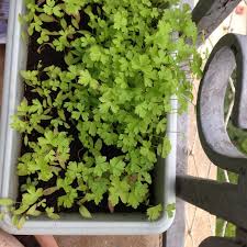 The one available in the garden centres is especially grown for it's dark green foliage and good pungency and, in some cases, is a slow bolt strain making it longer lasting. What Could Cause My Coriander Plant To Start Browning Gardening Landscaping Stack Exchange