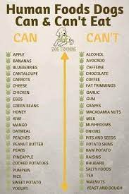 Human Foods Dogs Can Can T Eat C Oatmeal Onions Bananas Avocado Blueberries Caffeine Cantaloupe Chocolate Carrots Coffee Chicken Garlic Foods Dogs Can Eat Dog Food Recipes Can Dogs Eat