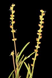 Image result for Lophiocarpus polystachyus