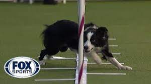 Best Of The Agility Competition From The 2020 Westminster Kennel Club Dog Show Fox Sports Youtube