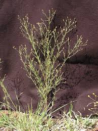Image result for Schkuhria pinnata
