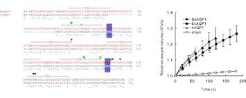 These insects have some seriously amazing adaptations. Functional Characterization Of An Aquaporin In The Antarctic Midge Belgica Antarctica Sciencedirect