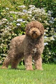 We believe barbet puppies are very special and each owner is an ambassador for our breed. Pin On Barbets