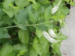 Image result for Aloysia