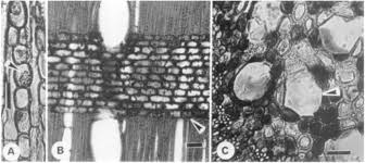 Image result for Monotes glaber