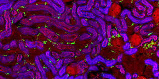 Mapping The Human Kidney Mrc Laboratory Of Molecular Biology
