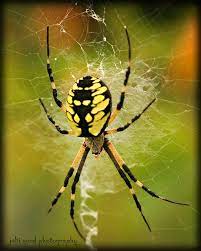 Orb Spinner Garden Spider Spider Weird Insects