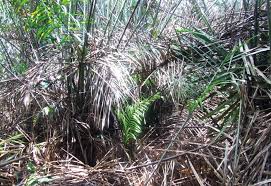 Image result for Oubanguia africana