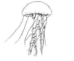 Maybe you would like to learn more about one of these? Drawing Pic Of Jellyfish Novocom Top