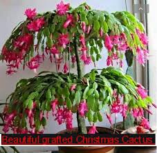 A christmas cactus is a tropical plant that does not naturally exist in nature. Christmas Cactus Plant Posts Facebook