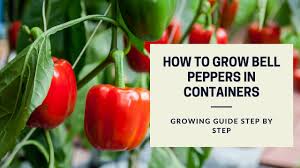 It will take between 100 and 140 days to grow your bell peppers from seed to harvest for most people. Growing Bell Peppers Growing Guide Step By Step