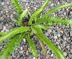 Image result for Asplenium uhligii