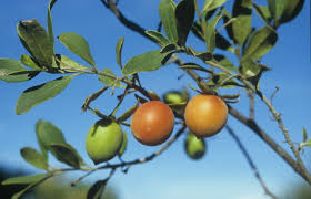 Image result for Diospyros lycioides