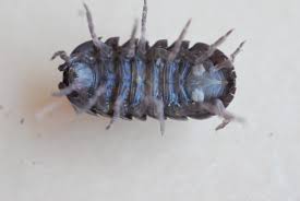 Pill bugs are sometimes referred to as rollie pollies. The Chompers Rainbow Gardens