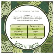 Image result for Dombeya torrida