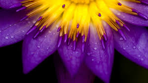 Gratis untuk komersial tidak perlu kredit bebas hak cipta. Wallpaper Sinar Matahari Bunga Bunga Alam Ungu Serbuk Sari Mekar Embun Menanam Flora Daun Bunga Tanaman Tanah Tanaman Berbunga Merapatkan Fotografi Makro Batang Tanaman 2560x1440 Lagito37 157059 Hd Wallpapers Wallhere