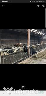 Vitele angus vaci olx ro. Vand Carcasa De Vitei Si Junici Rase De Carne Angus Si Baltata Adroi Food