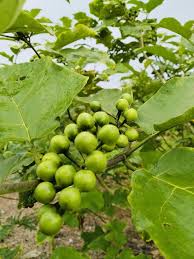 Image result for Solanum torvum