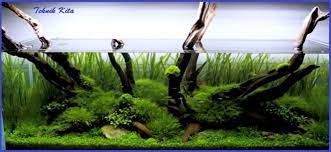 Teknik Kita Tema Aquascape Simple Yang Natural Untuk Pemula