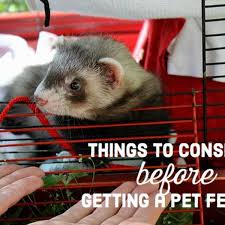 Male and female ferrets grow to different sizes. Problems With Keeping Ferrets As Pets Pethelpful