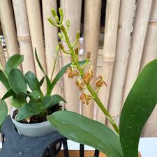 Image result for Liparis