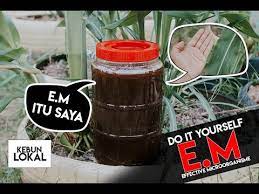 Maybe you would like to learn more about one of these? Cara Buat Em 1 Effective Microorganisms Di Rumah Kebunlokal Youtube