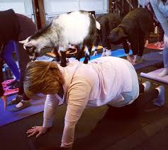 Read reviews, learn about studios, and discover the top 7 yoga classes in north county Yoga In Indianapolis Where To Find Classes With Goats Wine Dogs