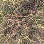 Image result for Panicum coloratum