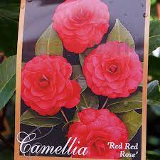 Camellia Red Red Rose Shade Lover Garden World Nursery