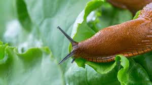 Die Schnecken Sind Los In 2020 Schnecken Im Garten Nacktschnecken Pflanzen