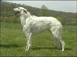 The borzoi is fast, elegant and independent. Borzoi Akc Dog Breed Series Youtube