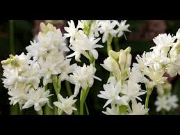 How To Care Of Rajanigandha Flower Plant Youtube