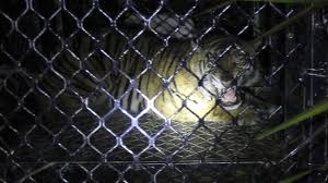 Wisata ternak kandang macan, lokasi wisata di jl. Foto Seekor Harimau Sumatera Dievakuasi Di Aceh Foto 5