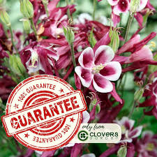 Image result for Aquilegia pompom mix